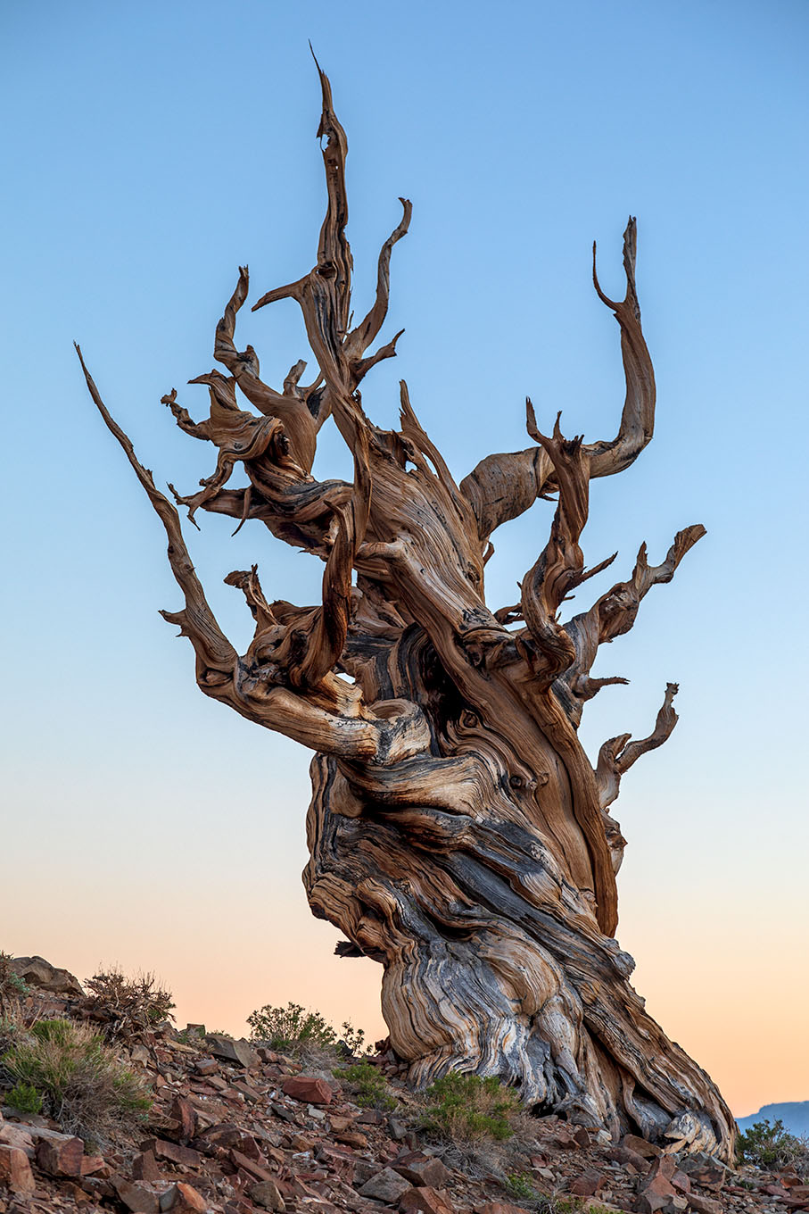 ancient bristlecone at sunset