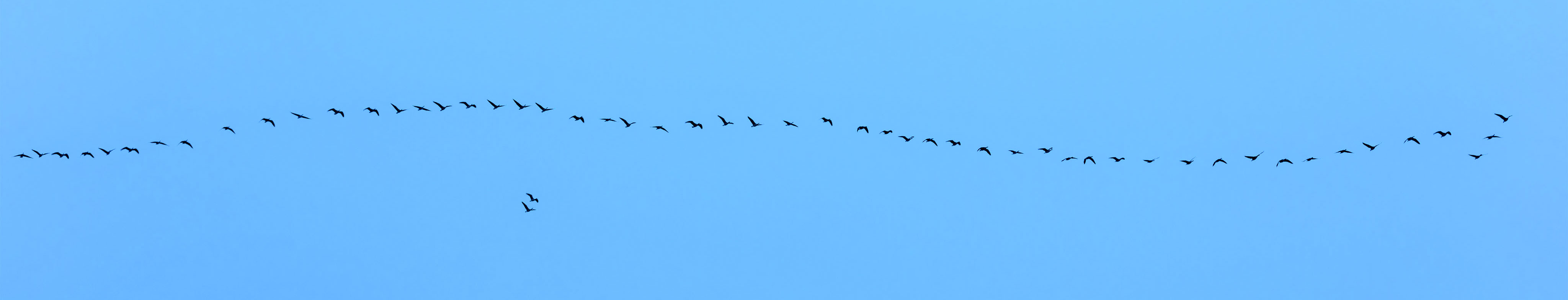 canada geese panorama