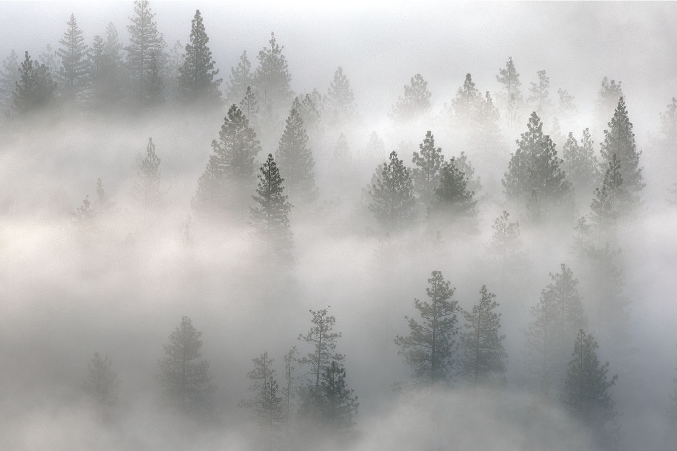 yosemite valley foggy pines