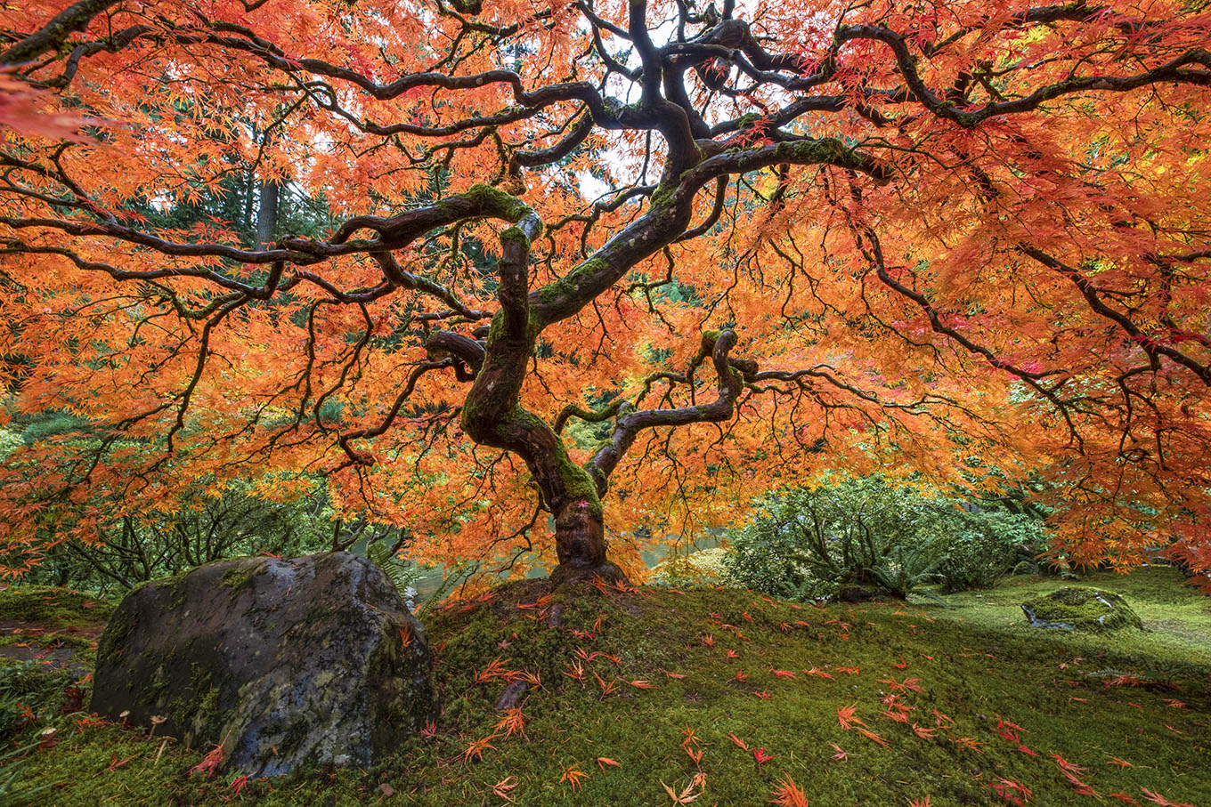 red japanese maple tree